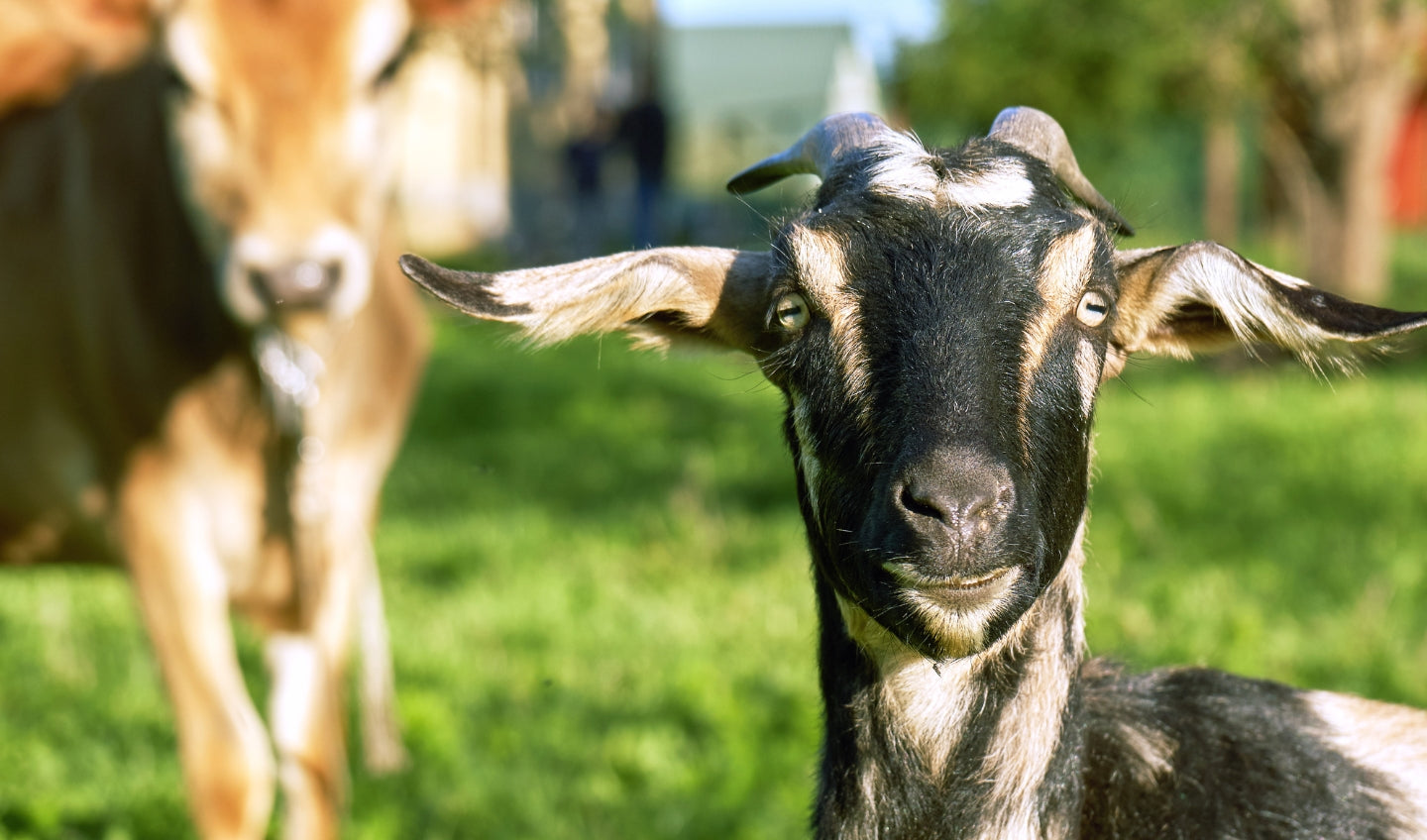Cow vs Goat Milk - Which is Better for Your Baby's Health?