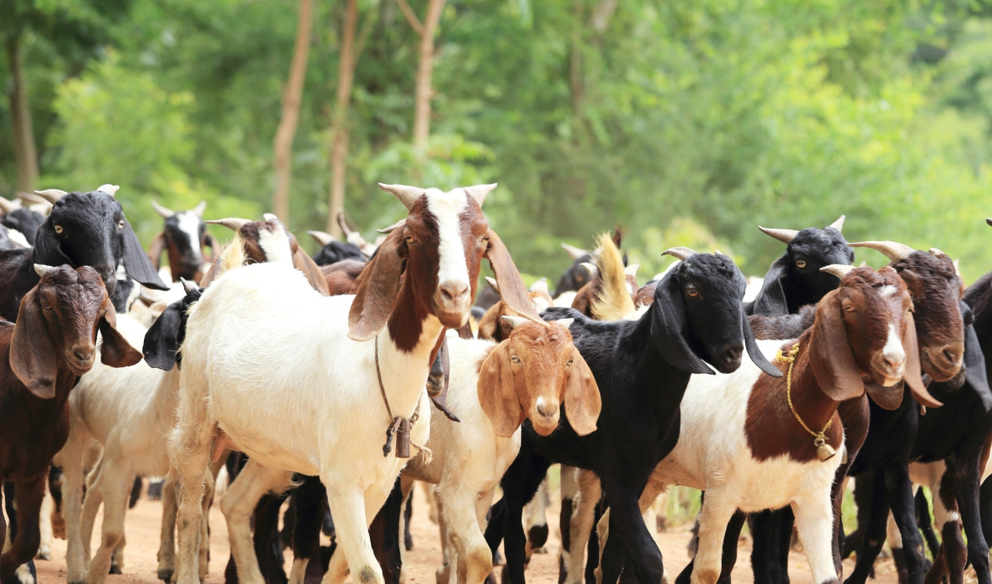 Goat Milk Formula: Is It a Good Alternative to Cow's Milk Formula for Your Baby?